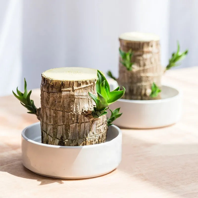 HarmonyWood Indoor Plant