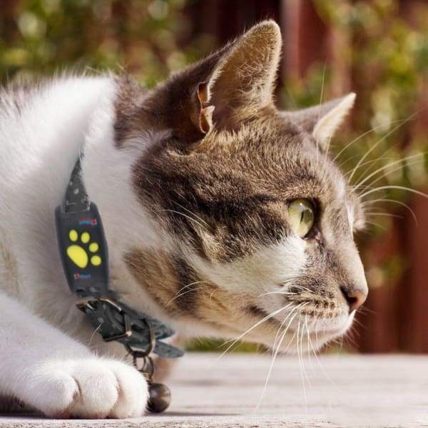 TrackCat GPS Cat Tracker