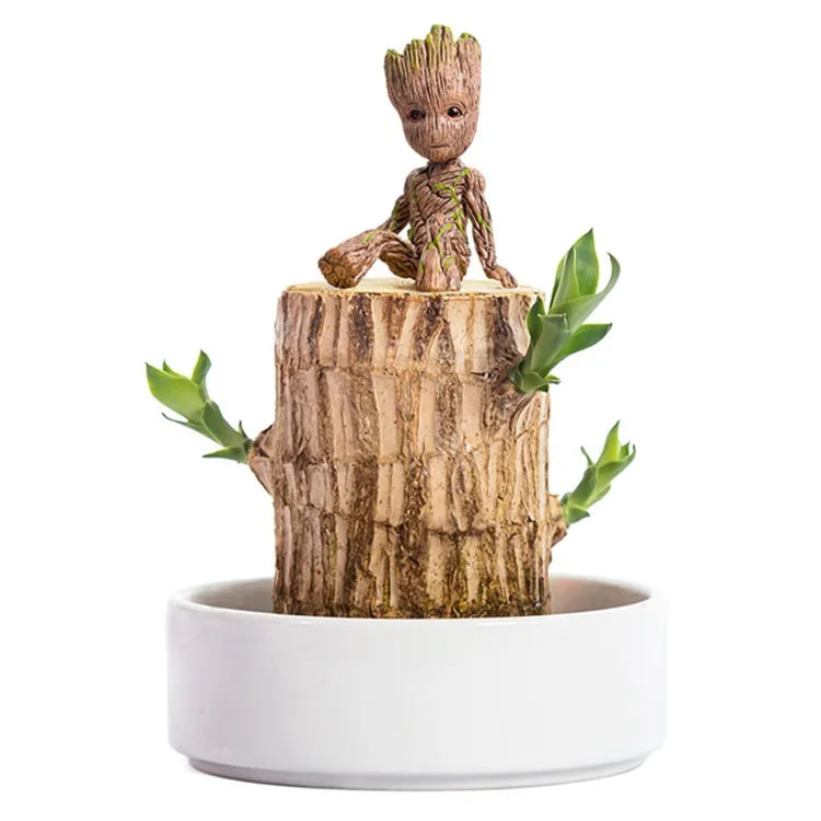 HarmonyWood Indoor Plant