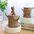 HarmonyWood Indoor Plant
