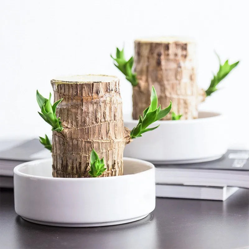 HarmonyWood Indoor Plant