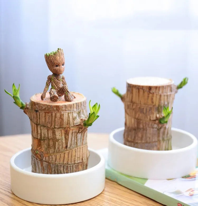 HarmonyWood Indoor Plant
