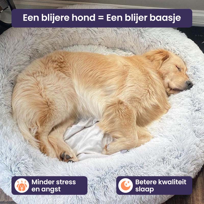 Cloud 9 Orthopedic Dog Bed
