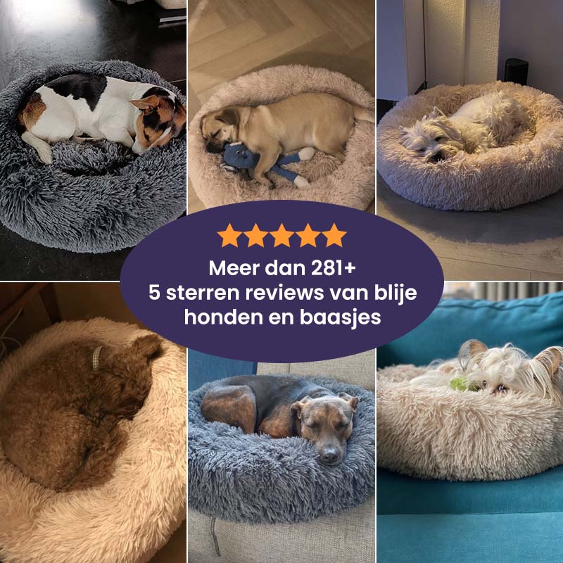 Cloud 9 Orthopedic Dog Bed